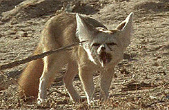 fennec fox,fox