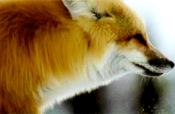 fox,snow,hunting