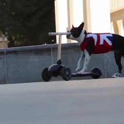 dog,scooter