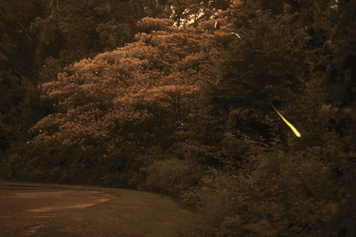 Virginia fireflies GIF.
