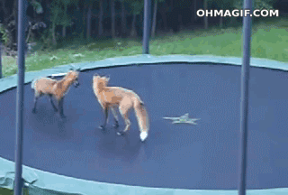 hopping,jumping,intelligent,animals,fox,win,epic,trampoline,clever