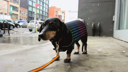 iot,animals,design,tech,dogs,led,smartphone,display,internet of things,vest