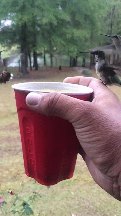 small,drink,friends,bird,with