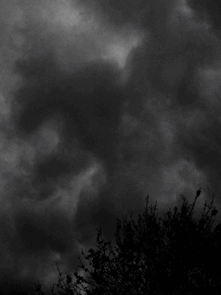 dark,nature,clouds,black and white,tree,storm,own,moody,eerie