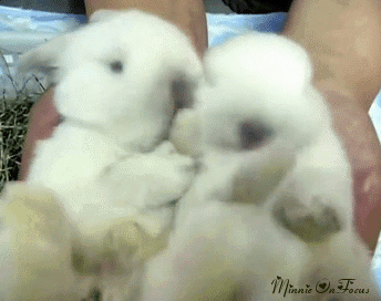 bunny,cute animal,cute bunny