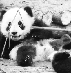 panada,panda,animals,black and white,animal,eating,bear,panda bear,bamboo,baby panda