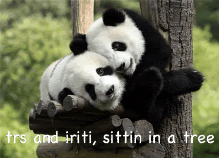 tree,animals,hug,panda,agreeable