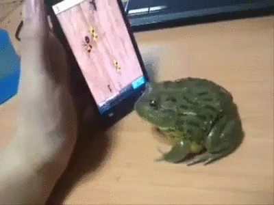 shit,human,frog