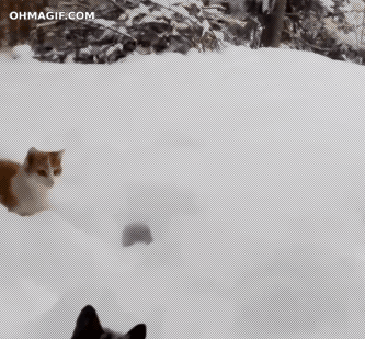 cat,funny,snow,jump,winter,mixed,dive,disappear