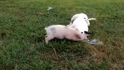 dog,playing,piglet