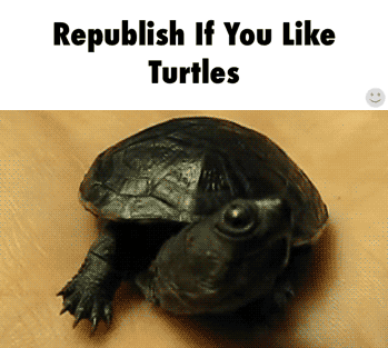 tony turtle