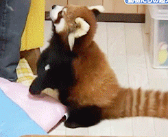red panda,please,maam,hungry