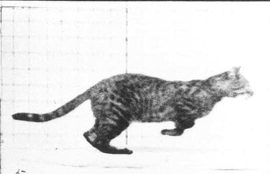 cat,vintage,running,eadweard muybridge