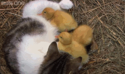 ducklings,cat,kittens