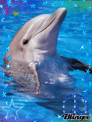 blingee,dolphin,picture