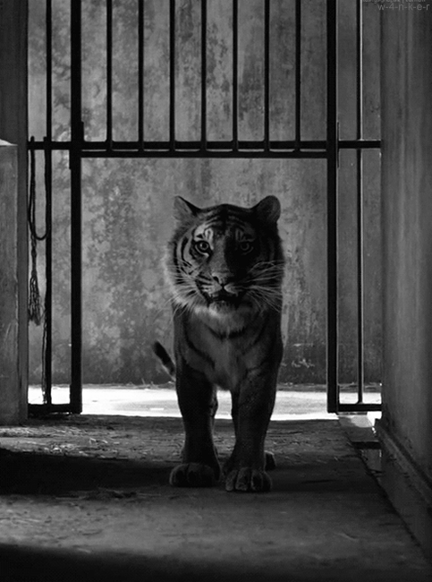 tiger,encouragement,freedom,quote,cage