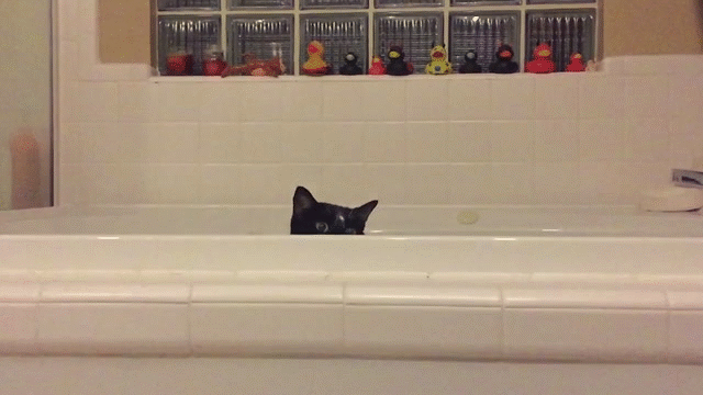 Petting википедия. Кот в ванной гиф. Ванна котиков. Котенок в ванне. Gif кот в ванне.