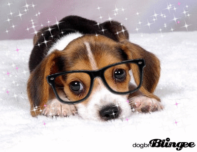 beagle,dog,animals,puppy,glasses,sparkle