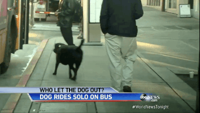 dog,animals,bus,rides