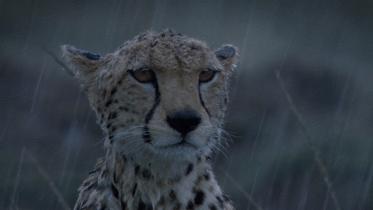 rain,weather,raining,animal,jaguar