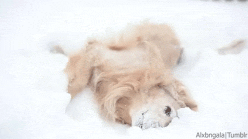 winter,dog,snow,golden retriever,alx