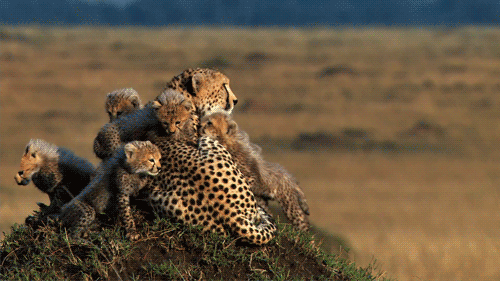 cheetah,cute,animals,nature,family,amazing,beautiful,adorable,mother,sitting,cubs,christian rapper