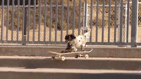 skateboarding,dogs,murdy,shake junt