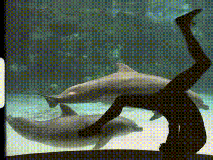 Дельфин внимание поймал гифка.