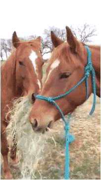 horse,girlfriend,steals