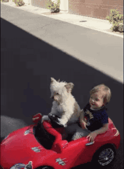 dog,car,driving