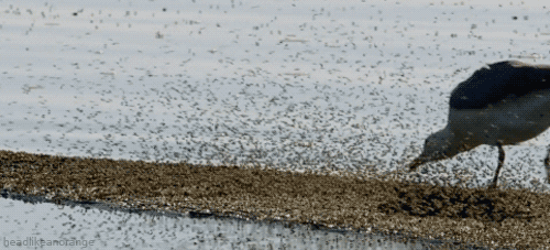 insects,food,water,eating,bird,bugs,seagull,swarm