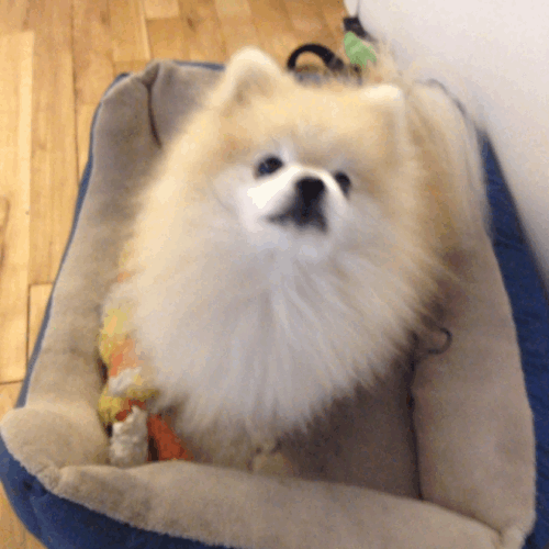 pomeranian,small,dog,animals,bed,looking,sitting