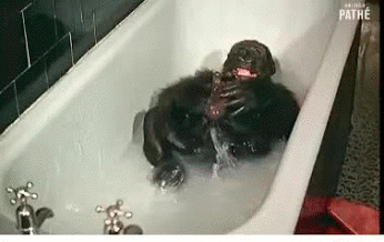 monkey,bath