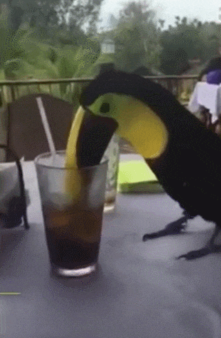 thirsty,bird