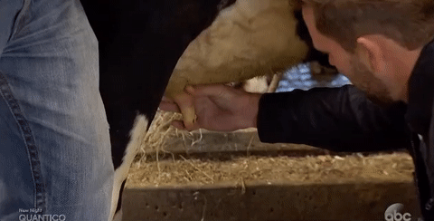 Milking cow episode 4 abc GIF.