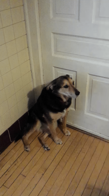 Собака стучит в дверь. Собака ждет. Дверь для собаки. Гифка собака ждет. Собака дверь гиф.