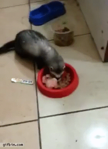 animals being jerks,food