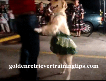 retriever,dance,stars,training,golden