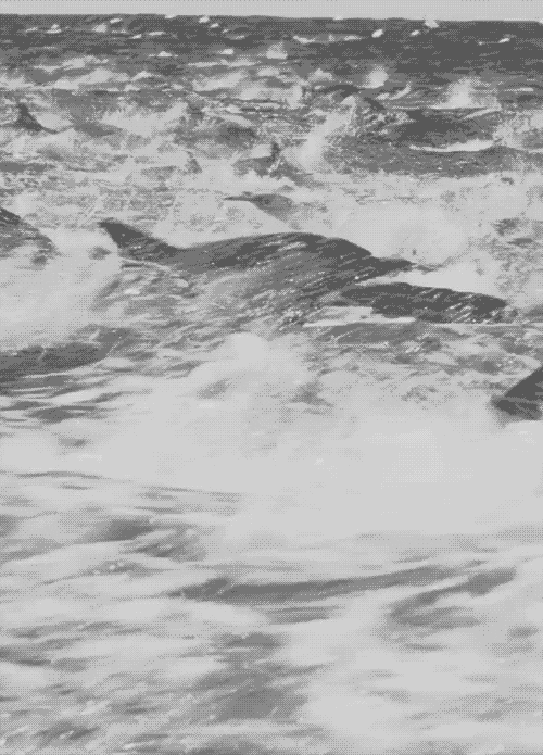 nature,lolita,black and white,ocean,dolphin,dolphins