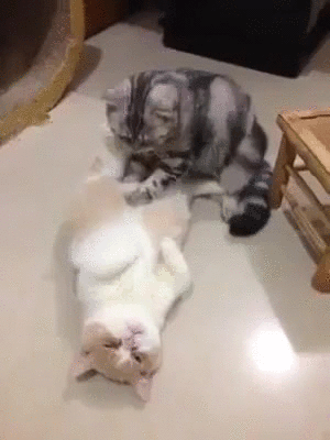 cat,massage