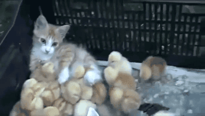 cat,animals,chick