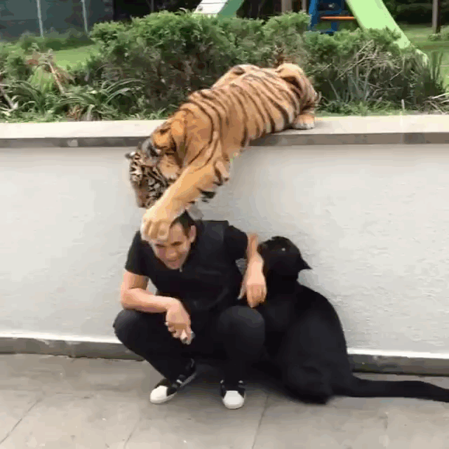tiger,animals being jerks,puma,jealous,human,gets,grooming