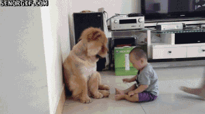 cute,dog,animals,kids,dogs,watching,pawing
