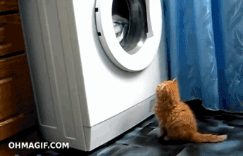 washing machine,watching,animals,cleaning,funny,cat,kitten,feet,clothes,curious,stand,pawing