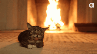 fireplace,cat,enjoy