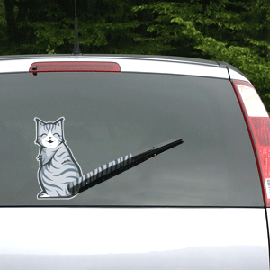 car,kitty,gift,tail,vehicle