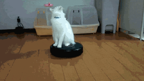 cat,spinning,roomba