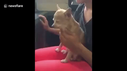 chihuahua,instructs