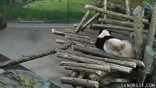memes,panda,just,dude,relaxing,squirrels