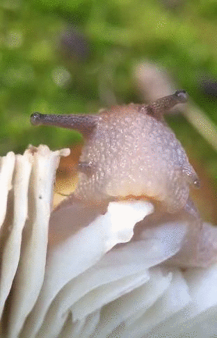 mushroom,snail